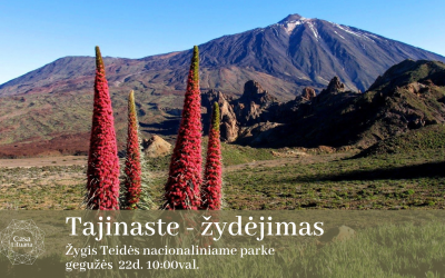 Žygis į kalnus „Tajinaste žydėjimas”