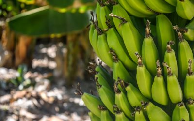 Ekskursija po bananų plantaciją Tenerifėje